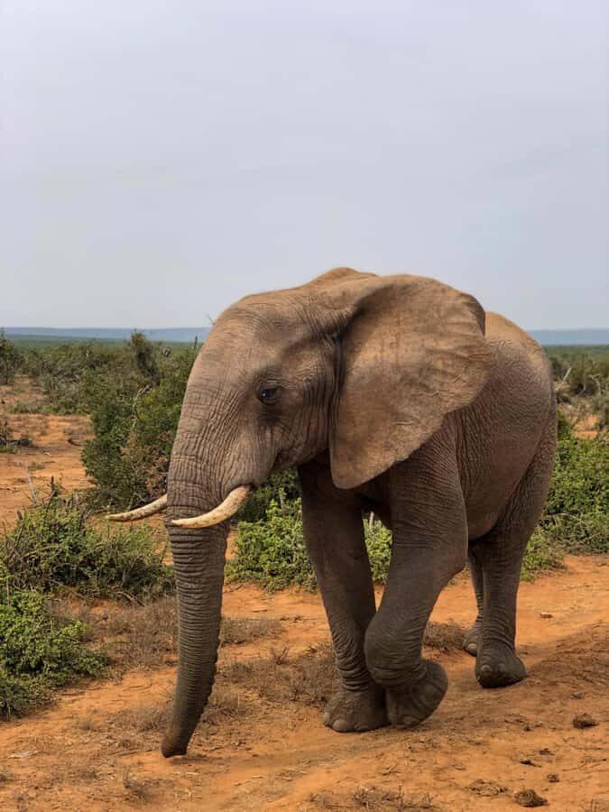 Arusha: 3-Day Serengeti & Ngorongoro Crater Big Five Safari - The Ngorongoro Crater descent: where Big Five odds get real