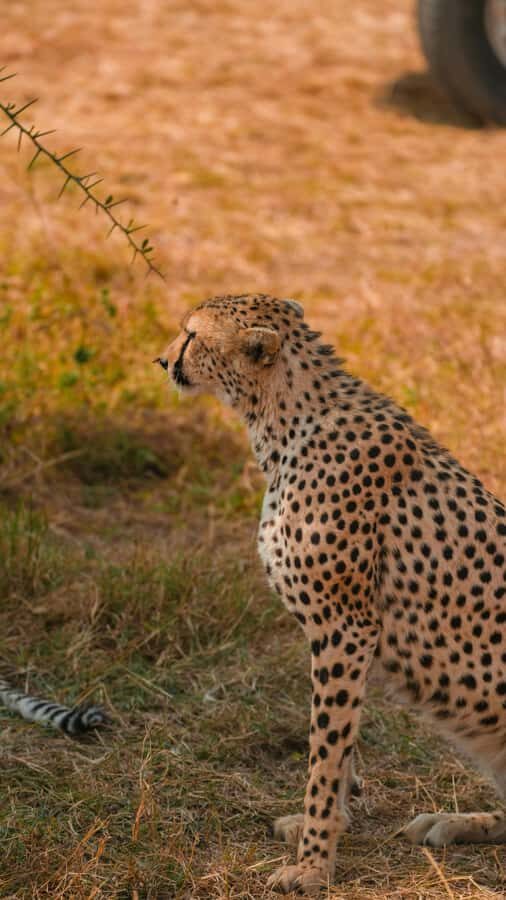 Arusha: 3-Day Serengeti & Ngorongoro Crater Big Five Safari - Lodges vs camping in the bush: comfort choices that change the mood