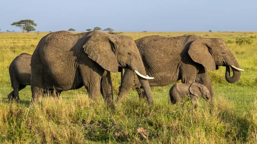 Arusha: 3-Day Serengeti & Ngorongoro Crater Big Five Safari - Price and what you’re really paying for