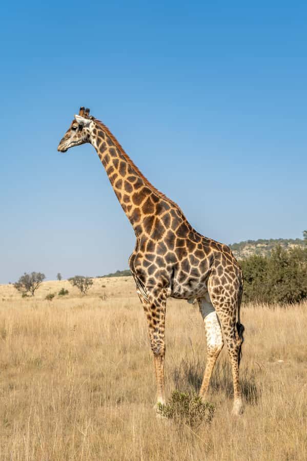 Arusha: 3-Day Serengeti & Ngorongoro Crater Big Five Safari - Safety and road comfort: the part you should think about up front