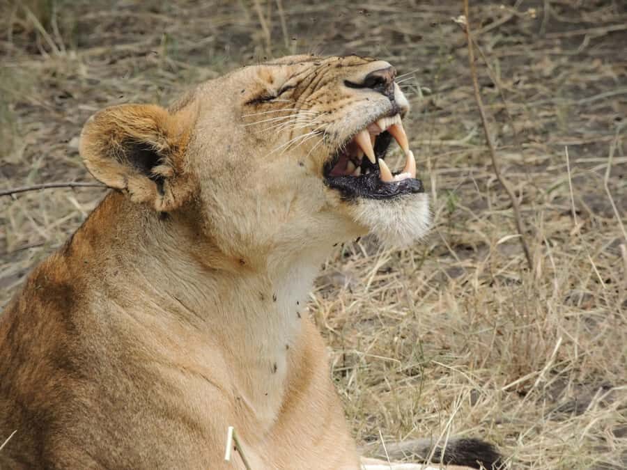 Arusha: 3-Day Serengeti & Ngorongoro Crater Big Five Safari - What to pack for Serengeti and Ngorongoro (so you’re not miserable)