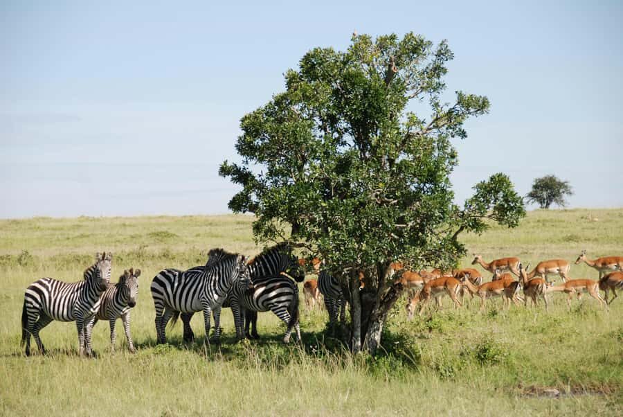 Arusha: 3-Day Serengeti & Ngorongoro Crater Big Five Safari - Who this safari suits best