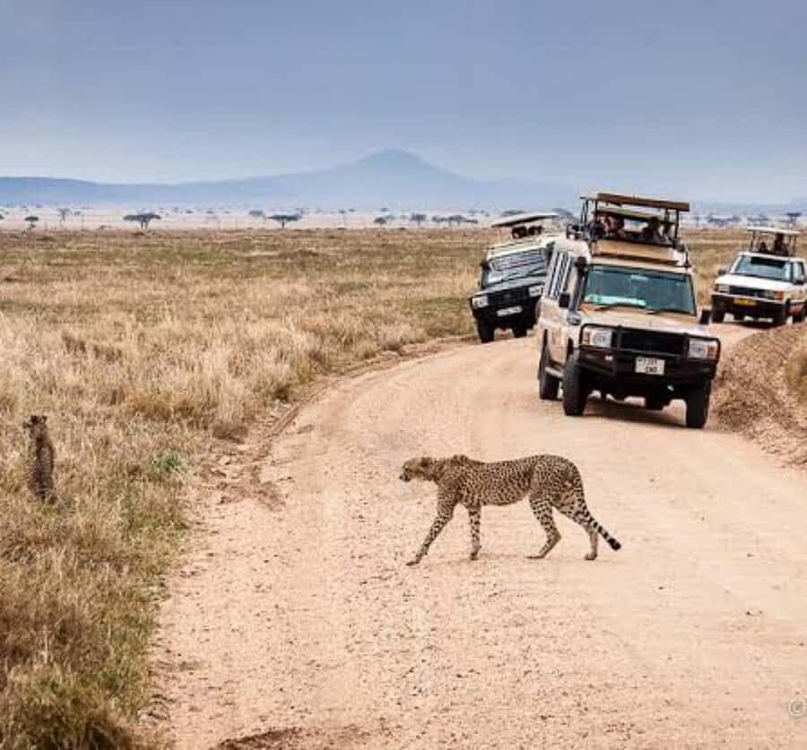 Arusha: 3-Day Serengeti & Ngorongoro Crater Big Five Safari - Serengeti at sunrise: when predators and prey feel timed