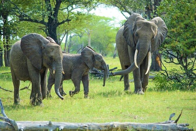 Arusha: 5 days Safari Trip Tarangire, Lake Manyara and Ngorongoro - Ngorongoro Crater: your best Big Five target