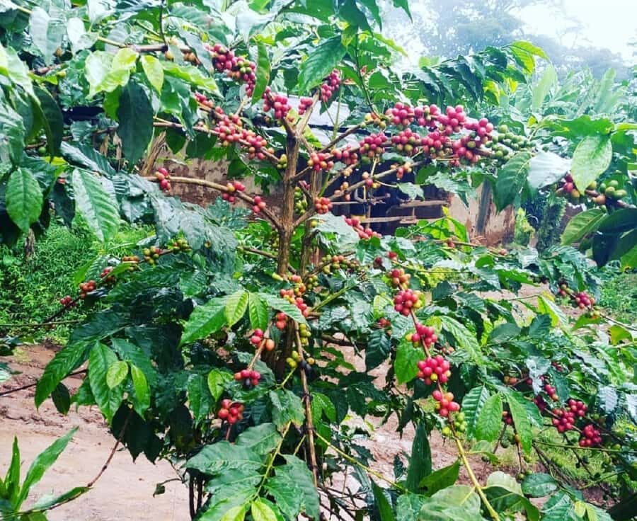 Arusha: Materuni Waterfalls, Coffee, and Hotsprings Tour - Village Lunch: Fuel That Keeps You Comfortable for the Swim