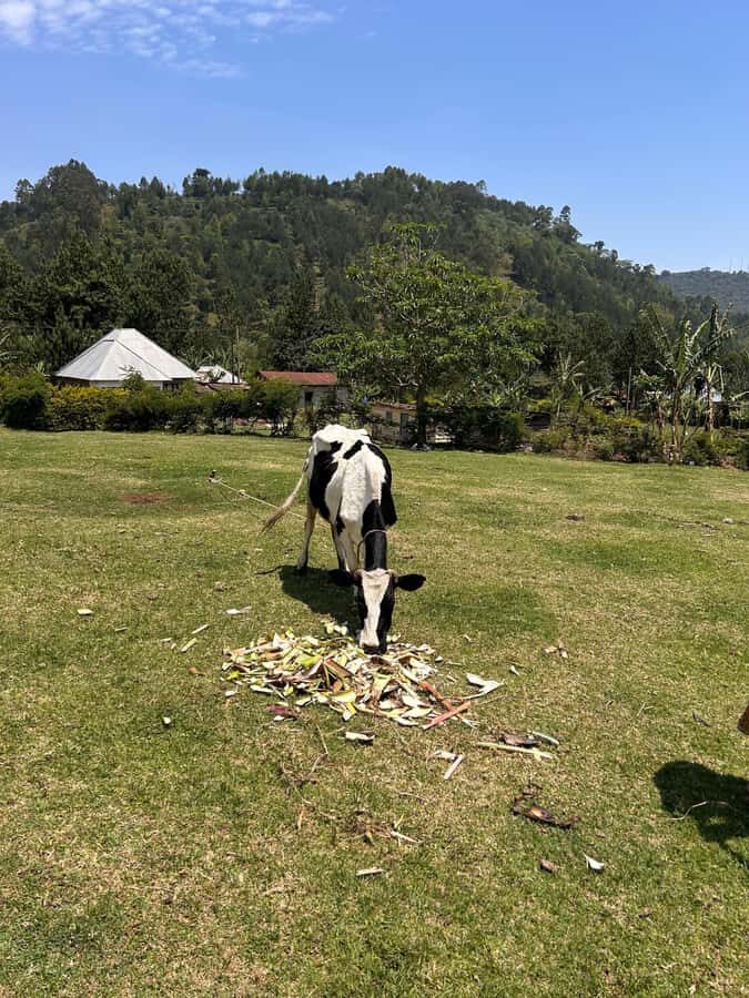 Arusha: Napuru Waterfalls Guided Hike - Key things to know before you go