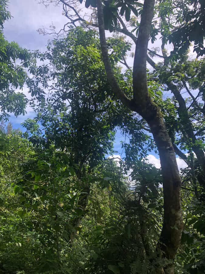 Arusha: Napuru Waterfalls Guided Hike - Guide effect: how Frank, Uhuru, and the team change the whole day