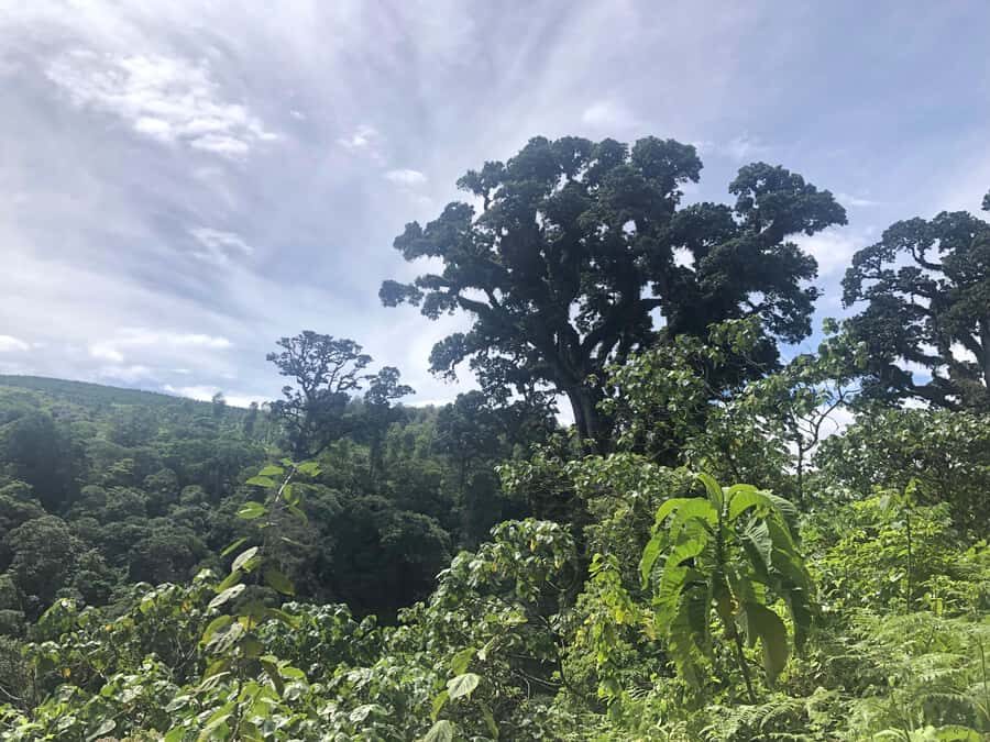 Arusha: Napuru Waterfalls Guided Hike - Price and what $50 buys you (and what costs extra)