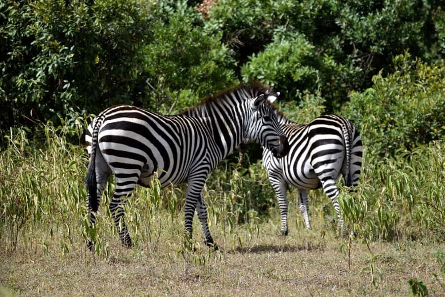Arusha National Park Full-Day Safari - Key things that make this safari worth your time