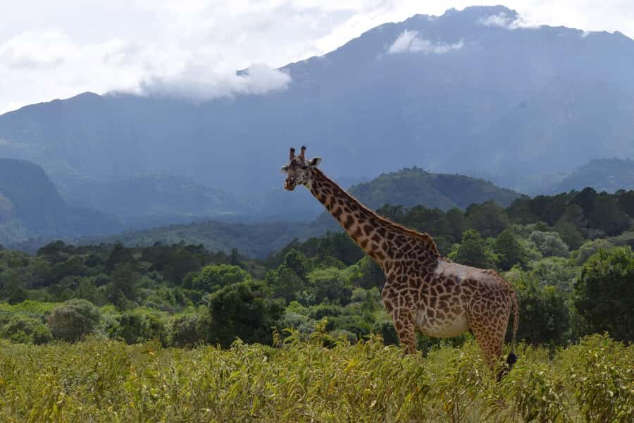 Arusha National Park Full-Day Safari - Arusha National Park: a one-day safari built around Mt. Meru
