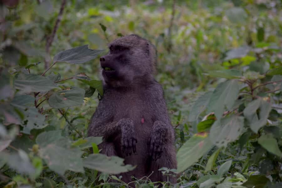 Arusha National Park Full-Day Safari - Morning game drive: zebras, buffalo, and the monkey zone