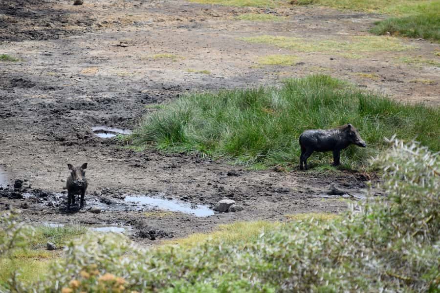 Arusha National Park Full-Day Safari - Lunch by a lake inside the park: why this stop is more than a break