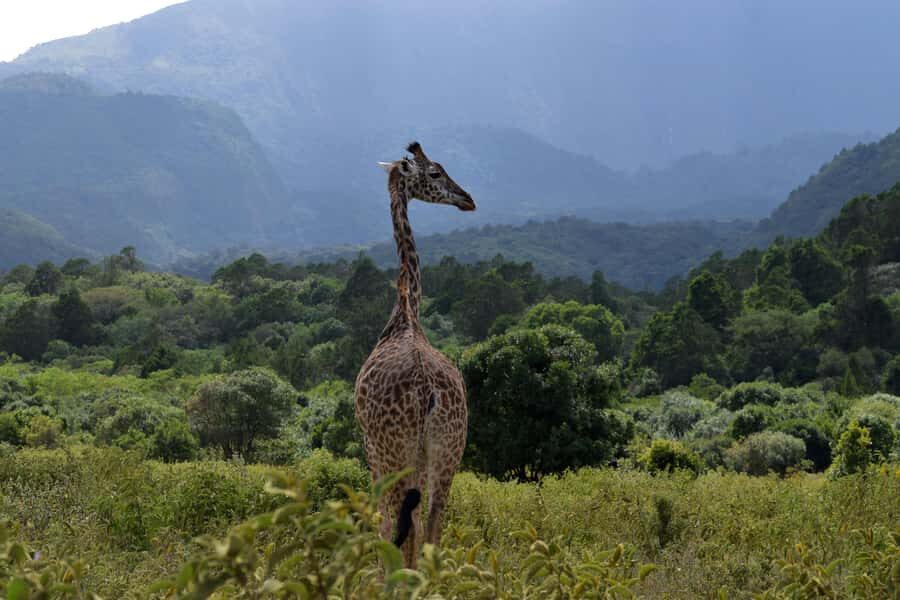Arusha National Park Full-Day Safari - Afternoon game drive: where the chances often sharpen