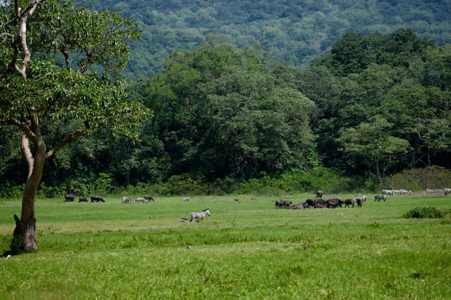 Arusha National Park Full-Day Safari - What wildlife you should expect to see (and what not to force)