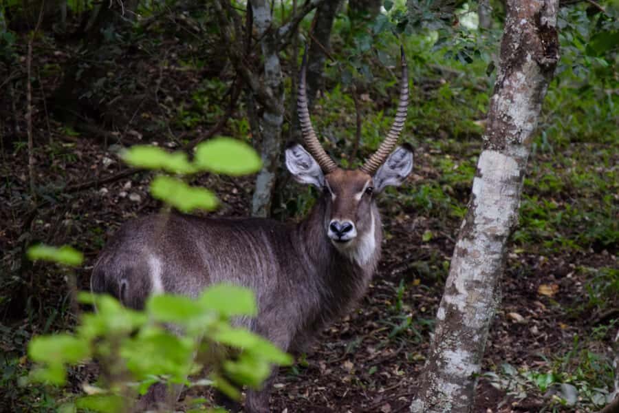 Arusha National Park Full-Day Safari - Mt. Meru foothills: why the setting shapes the wildlife