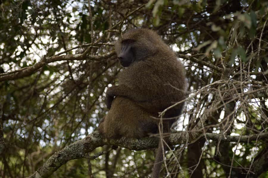 Arusha National Park Full-Day Safari - Two drives, one day: how the timing works