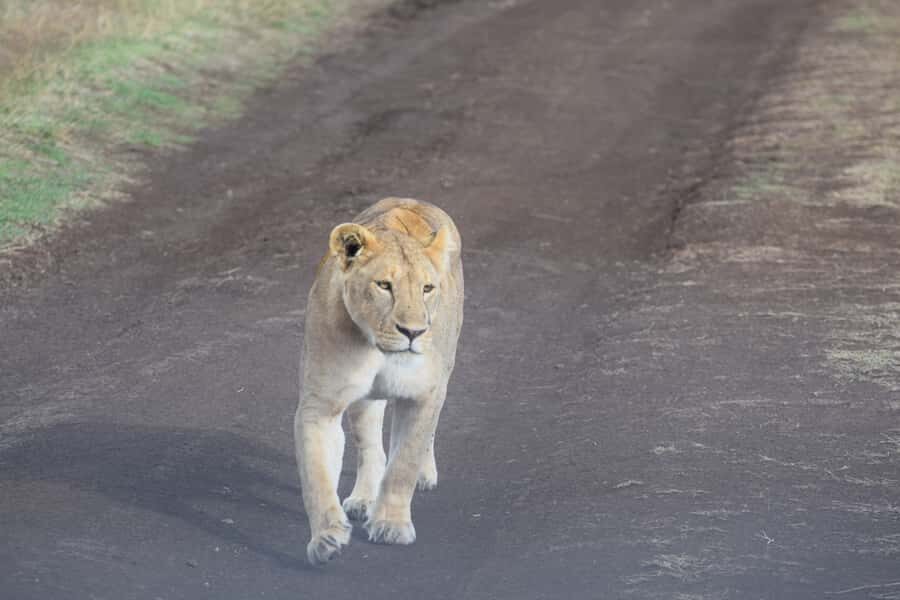 Arusha: Serengeti and Ngorongoro Multi-Day Camping Safari - Serengeti plus Ngorongoro in 4 days: the smart combo