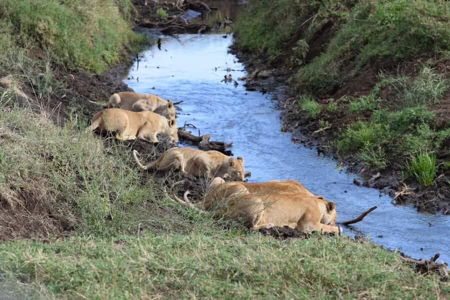 Arusha: Serengeti and Ngorongoro Multi-Day Camping Safari - Day 1 in Serengeti: your first game drive and night under canvas