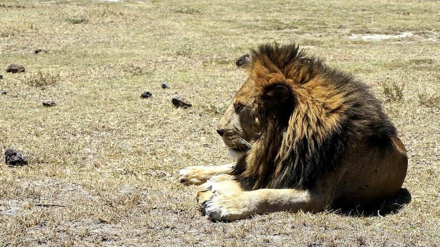 Arusha: Serengeti and Ngorongoro Multi-Day Camping Safari - Camping setup: tents, sleeping bags, and what you should pack