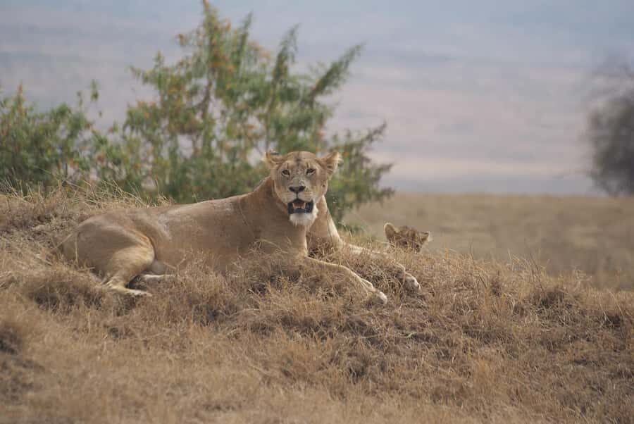Arusha: Serengeti and Ngorongoro Multi-Day Camping Safari - Food and daily timing: included meals, bottled water, and the long-day reality