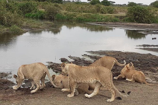 Best of Tanzania 5days 4nights safari - Key things to know before you go