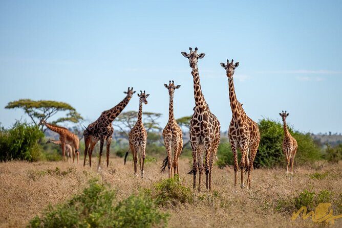 Big Five Classic Safari in Tanzania **Sustainable Travel approach - What the price includes, and where you’ll likely spend extra