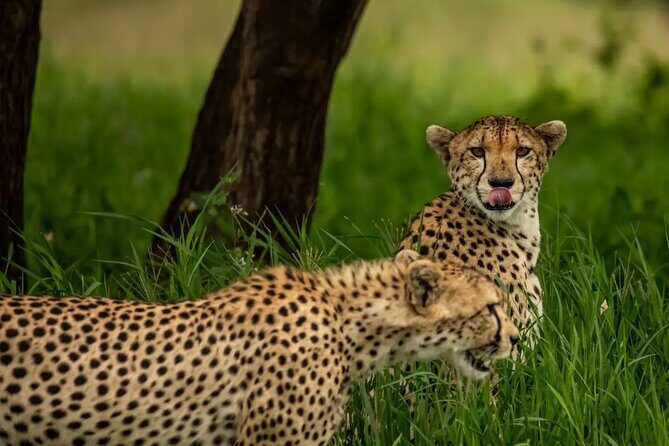 Big Five Classic Safari in Tanzania **Sustainable Travel approach - Day-by-day: how the route plays out (and what to watch for)