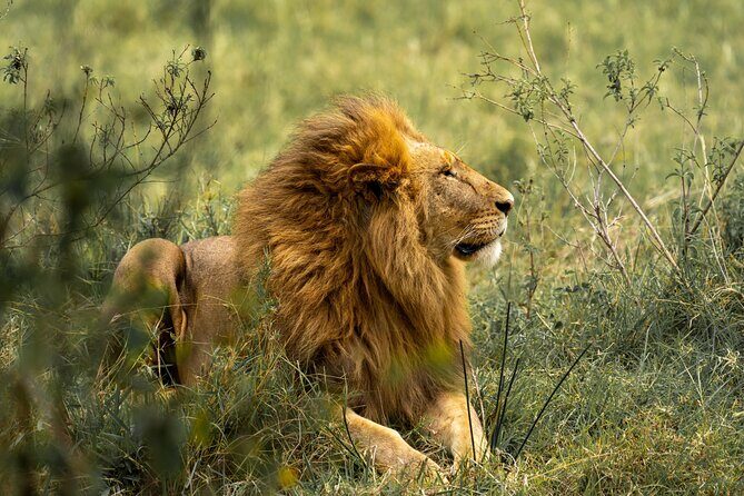 Big Five Classic Safari in Tanzania **Sustainable Travel approach - Weather reality: plan for a good day and changing nights