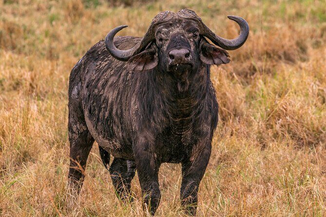 Big Five Classic Safari in Tanzania **Sustainable Travel approach - How to handle long safari days without burning out