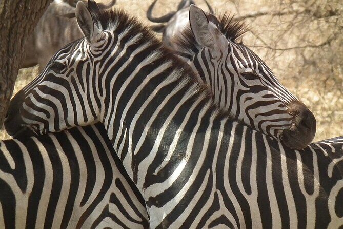 Big Five Luxury 7 Days Safari Tour in Arusha - A full Serengeti day: Great Migration energy and predator timing