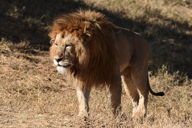 Big Five Luxury 7 Days Safari Tour in Arusha - Ngorongoro Crater: black rhino chances plus the world’s stage set