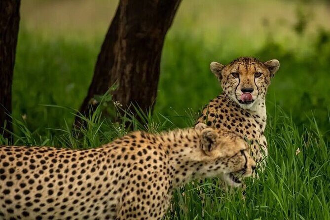 Big Five Luxury 7 Days Safari Tour in Arusha - Lake Manyara in the afternoon: a shorter hit with big contrasts