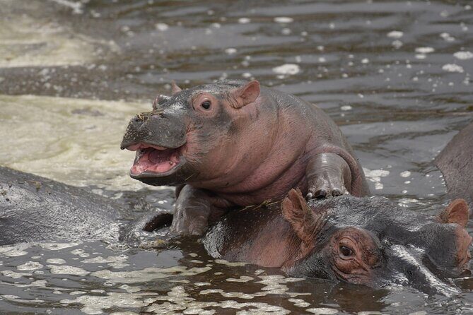Big Five Luxury 7 Days Safari Tour in Arusha - Day 7 in Arusha: a leisure morning before your flight