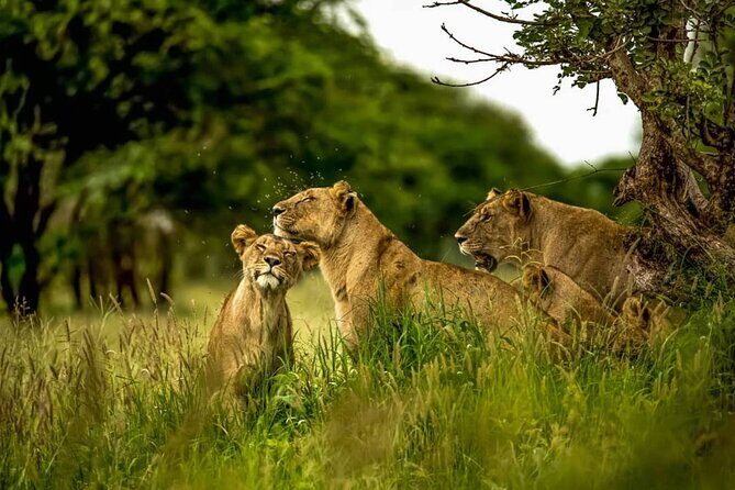 Big Five Luxury 7 Days Safari Tour in Arusha - Hotels and what luxury looks like on safari