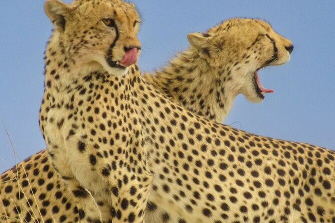 Big Five Luxury 7 Days Safari Tour in Arusha - Serengeti via Olduvai Gorge: an intro to the wider story