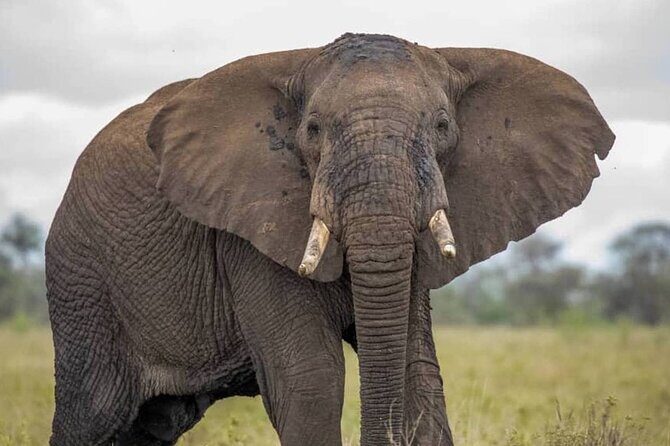 Big Five Luxury Safari in Tanzania - Price and value: what $2,900 buys you (and what to watch)