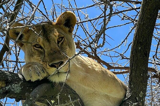 Big Five Luxury Safari in Tanzania - Day 1: Tarangire National Park and the river that pulls everything in