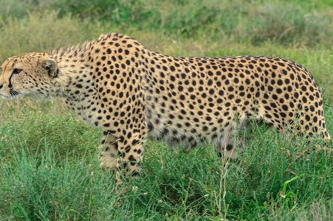 Big Five Luxury Safari in Tanzania - Day 2: Lake Eyasi for shore birds, flamingoes, and the quieter side of wildlife
