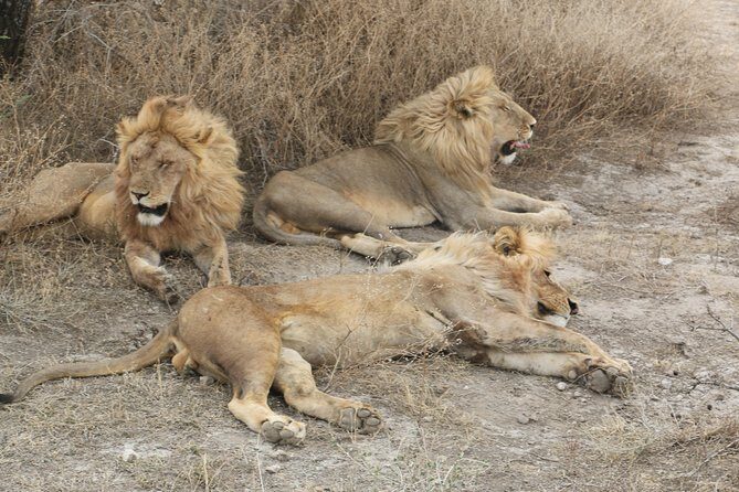 Big Five Luxury Safari in Tanzania - Day 3: Serengeti arrival with Maasai culture or Olduvai Gorge