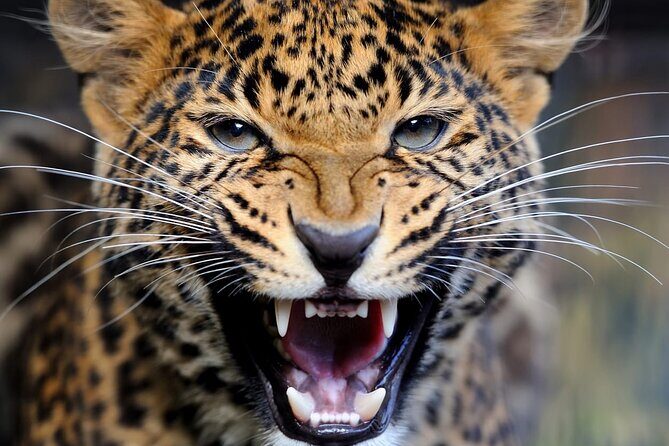 Big Five Luxury Safari in Tanzania - Day 4: A full Serengeti day for predators, kopjes, and migration country