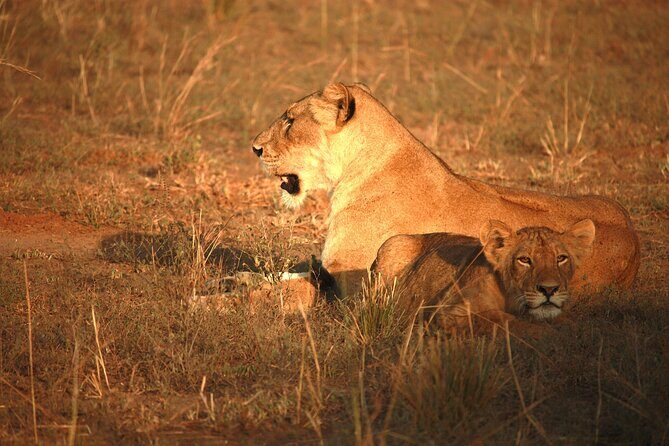 Big Five Luxury Safari in Tanzania - Day 5: Ngorongoro Crater for the black rhino odds and the “eighth wonder” feeling