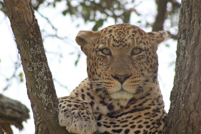 Big Five Luxury Safari in Tanzania - The safari “comfort system”: 4x4, meals, bottled water, and real rest time