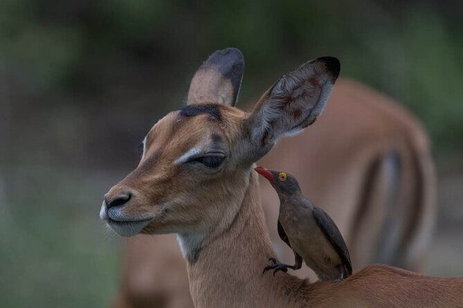 Big Five Safari In Tanzania - The Safari Vehicle and Guide Setup You Want in Tanzania