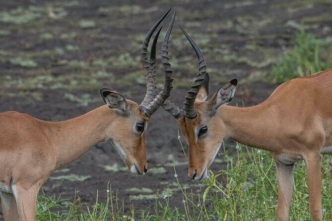Big Five Safari In Tanzania - Day 6: Ngorongoro Crater Descent for Dense Animal Country