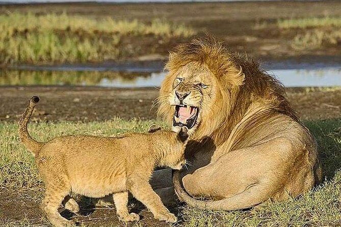 Camping to Serengeti & Ngorongoro Premium Parks - Camping comfort inside the parks: what you actually get