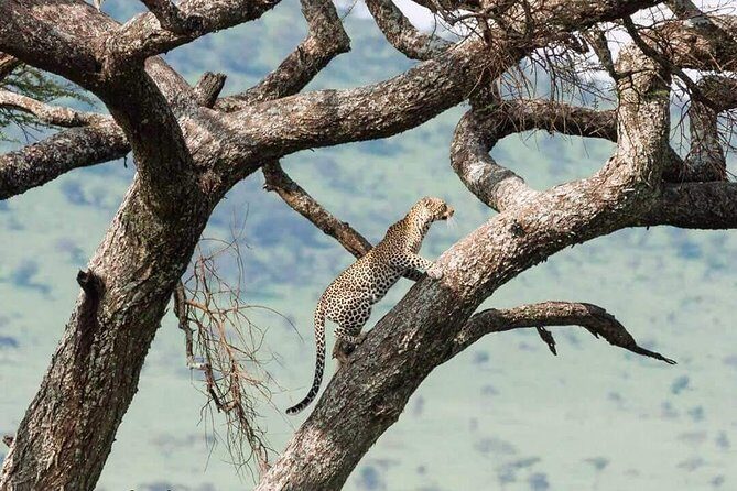 Camping to Serengeti & Ngorongoro Premium Parks - Who should choose this Serengeti and Ngorongoro camping safari