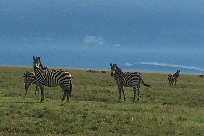 Camping to Serengeti & Ngorongoro Premium Parks - Practical tips to boost your sightings (without magic thinking)