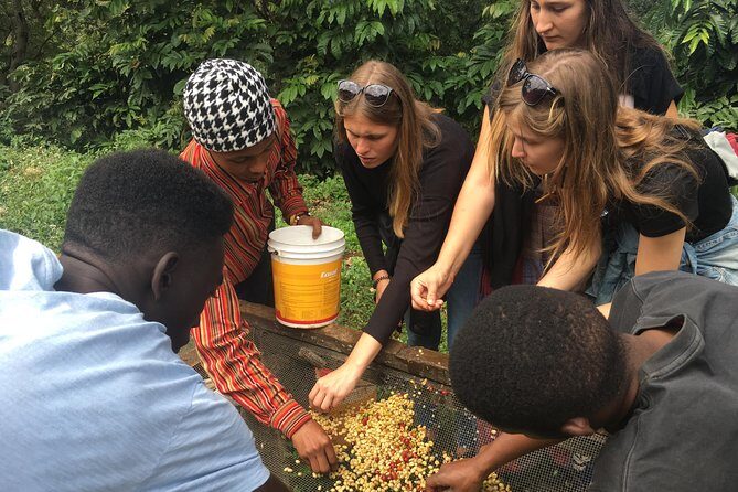 Coffee tour and Buffet Lunch with Kingstone Asilia (Arusha) - Key points to know before you go