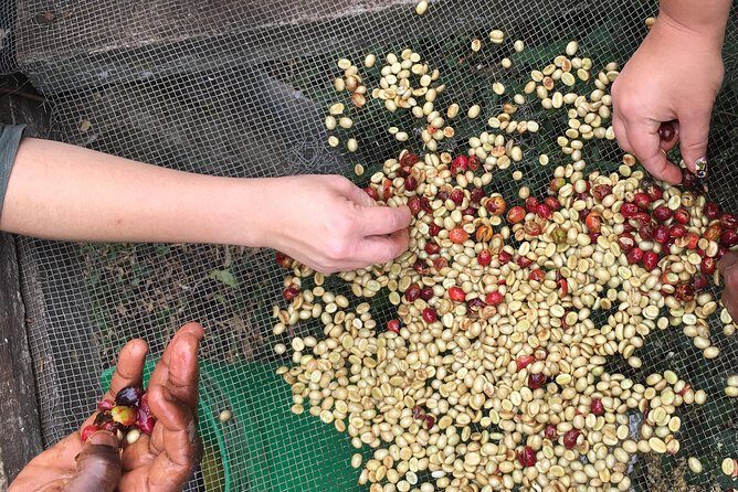 Coffee tour and Buffet Lunch with Kingstone Asilia (Arusha) - Hand-powered processing: pulping, pounding, roasting, and grinding