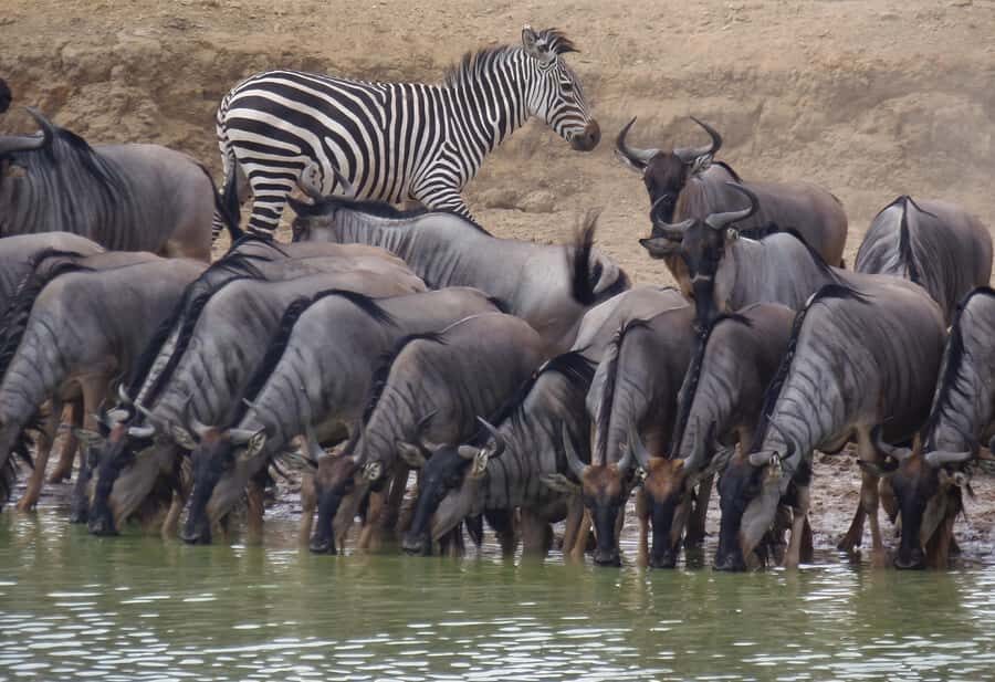 Dar es Salaam: Mikumi National Park Day Trip with Train Ride - What to bring (and what not to do) for a smooth safari day